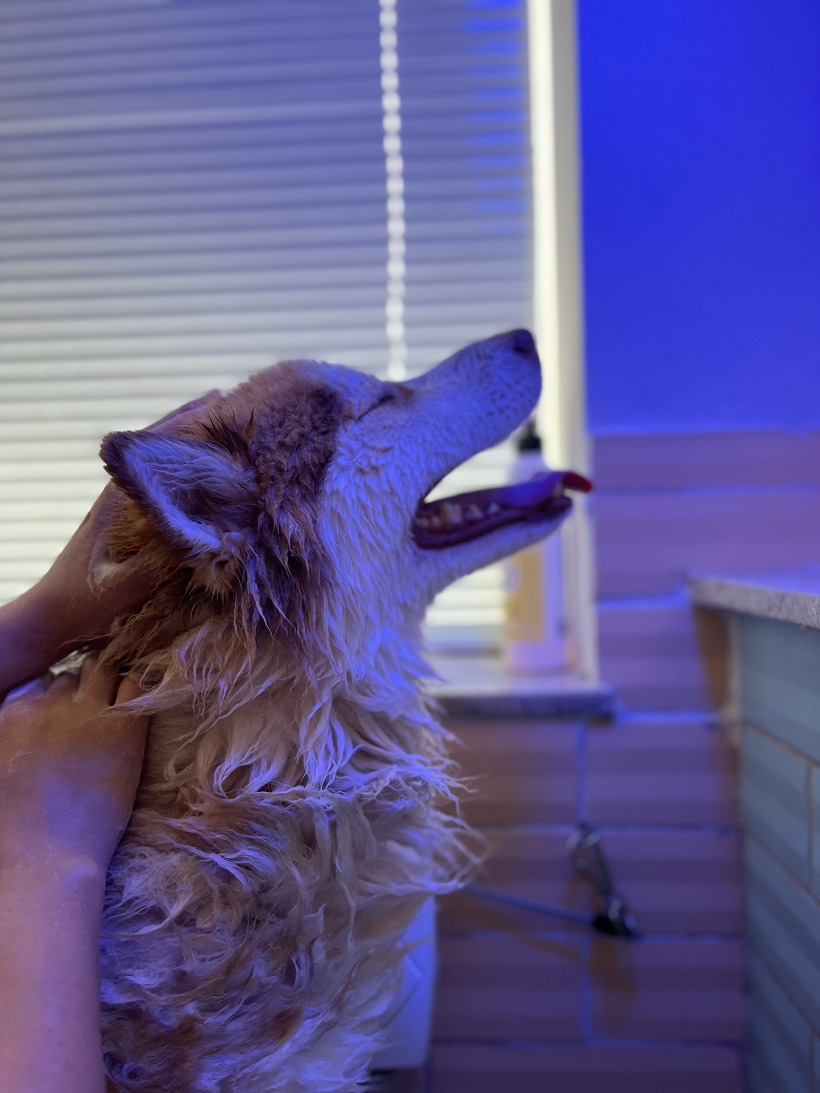 Banho Encanto Pet Spa