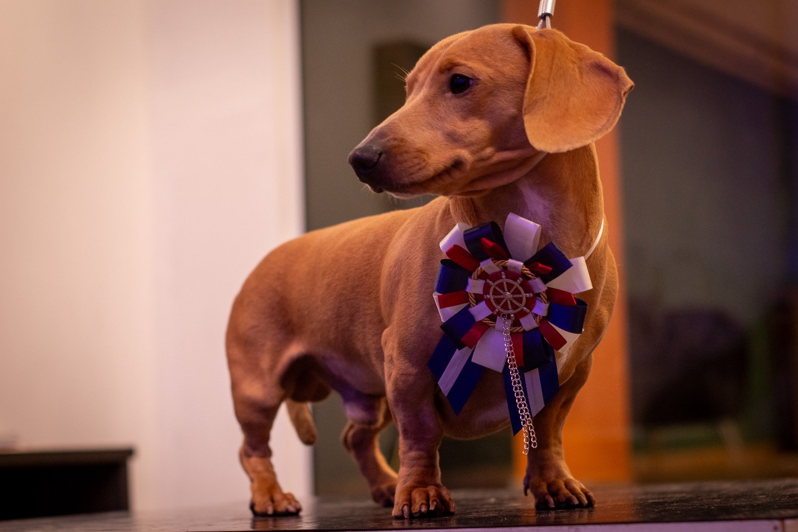 Banho Pet Spa