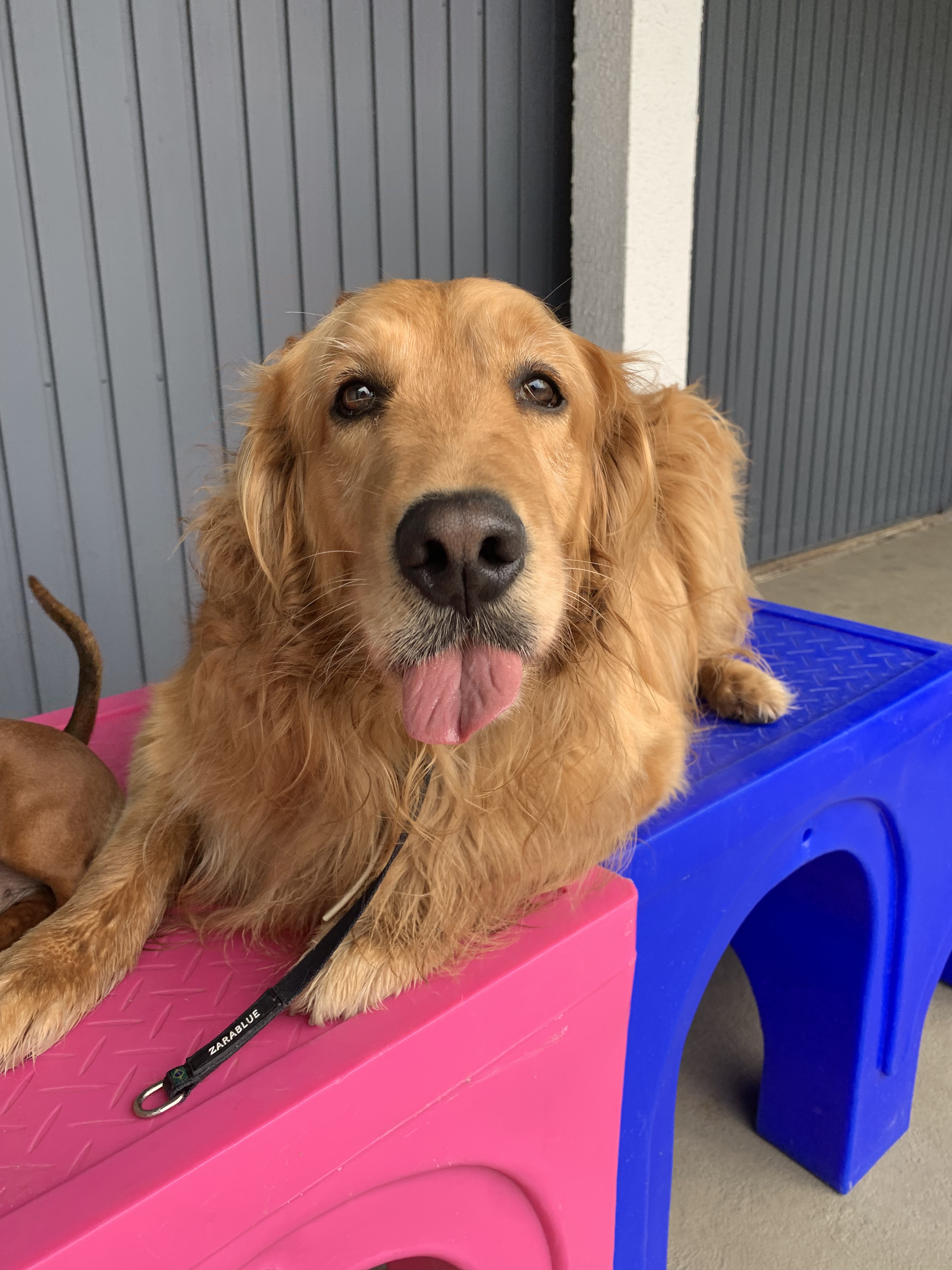 Hotel Canto Pet - Pets felizes