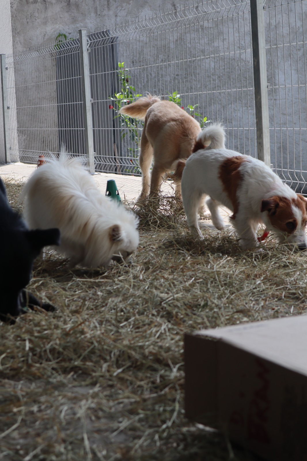 Hotel Canto Pet - Recreação