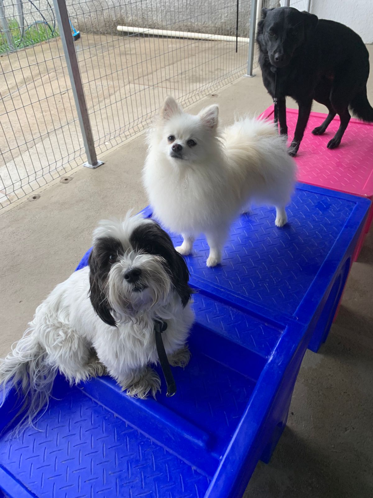 Hotel Canto Pet - Hóspedes